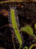Drosera001.jpg