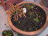 dormancy_11302006.001.jpg